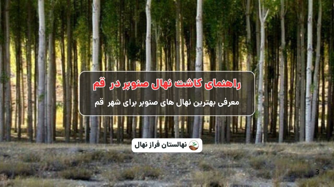 راهنمای خرید و کاشت نهال صنوبر در قم