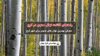 راهنمای خرید و کاشت نهال صنوبر در کرج