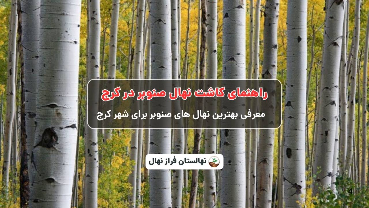 راهنمای خرید و کاشت نهال صنوبر در کرج