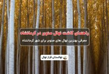 راهنمای خرید و کاشت نهال صنوبر در کرمانشاه