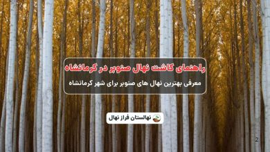 راهنمای خرید و کاشت نهال صنوبر در کرمانشاه