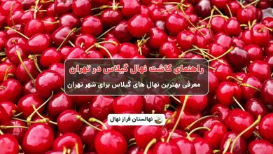 راهنمای خرید و کاشت نهال گیلاس در تهران