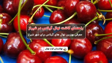 راهنمای خرید و کاشت نهال گیلاس در شیراز