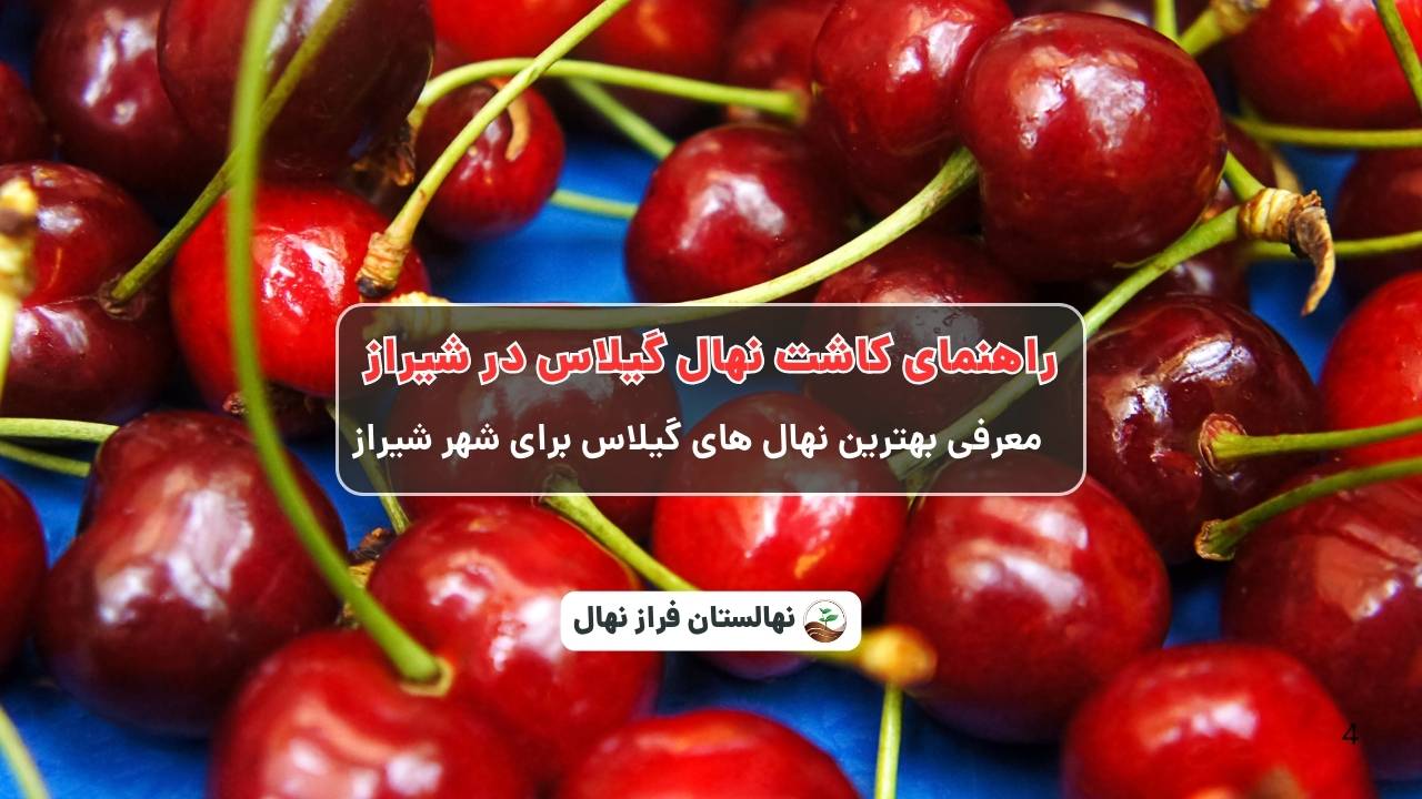 راهنمای خرید و کاشت نهال گیلاس در شیراز