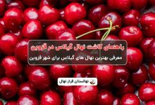 راهنمای خرید و کاشت نهال گیلاس در قزوین