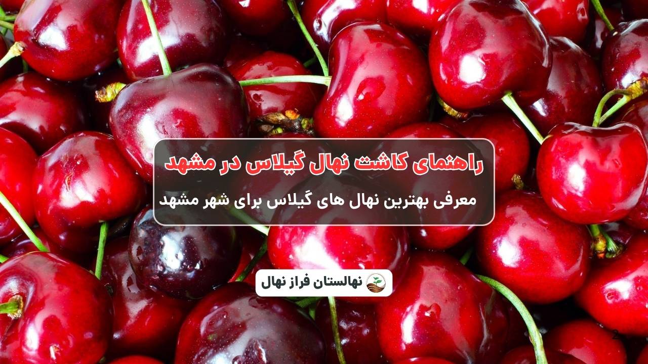 راهنمای خرید و کاشت نهال گیلاس در مشهد