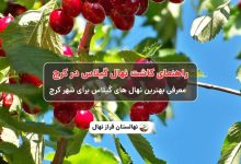 راهنمای خرید و کاشت نهال گیلاس در کرج