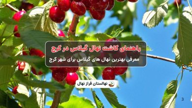 راهنمای خرید و کاشت نهال گیلاس در کرج