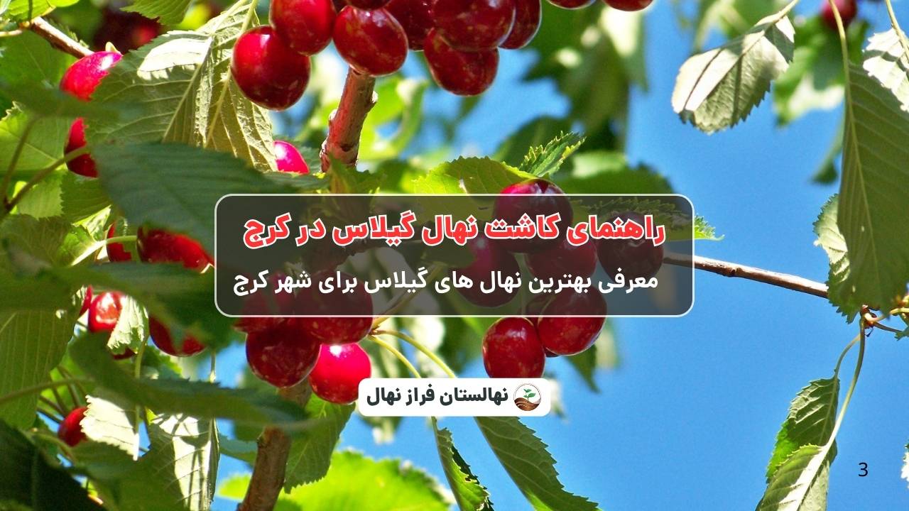 راهنمای خرید و کاشت نهال گیلاس در کرج