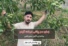 زمان سم پاشی درخت گردو