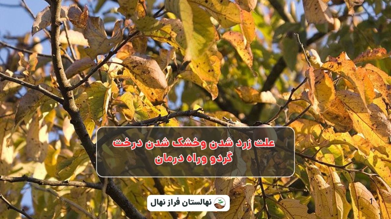 علل زرد شدن و خشک شدن درخت گردو