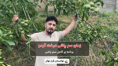 زمان سم پاشی درخت گردو