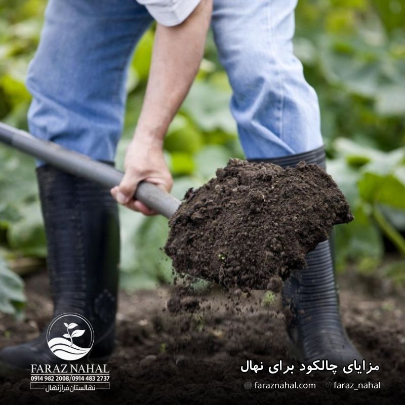 مزایای چالکود برای نهال