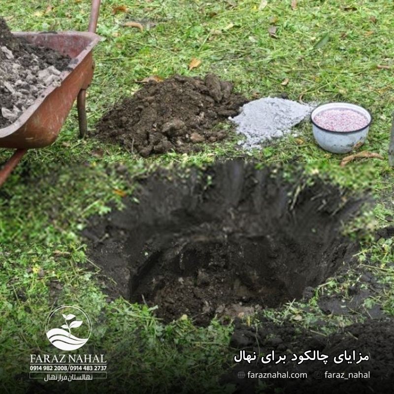 مزایای چالکود برای نهال