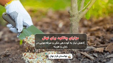 مزایای چالکود برای نهال