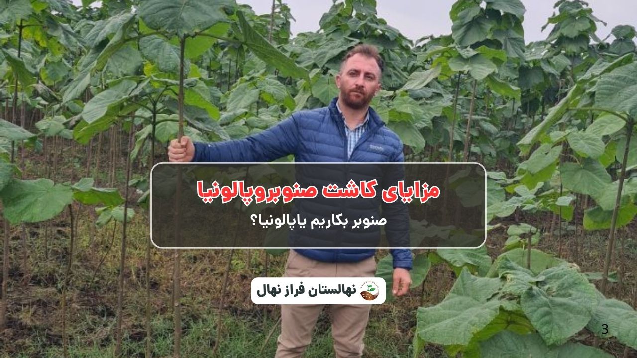 مزایای کاشت صنوبروپالونیا