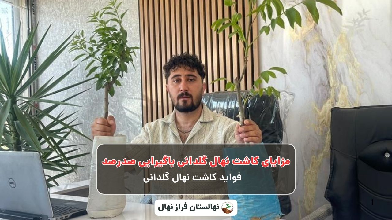 مزایای کاشت نهال گلدانی باگیرایی صدرصد