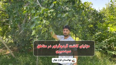 مزایای کاشت گردوفرنور در مناطق سردسیری