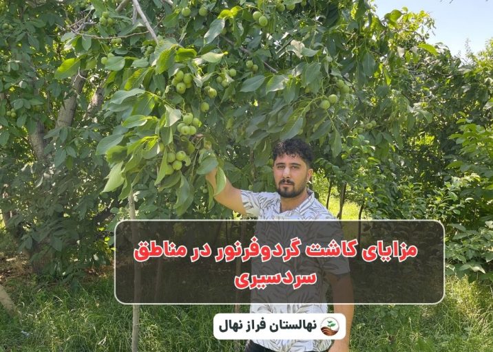 مزایای کاشت گردوفرنور در مناطق سردسیری