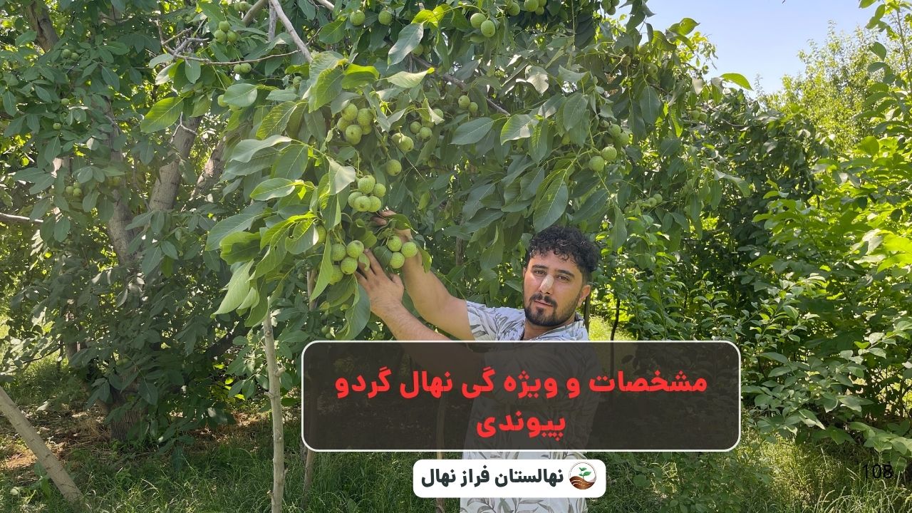 مشخصات و ویژه گی نهال گردو پیوندی