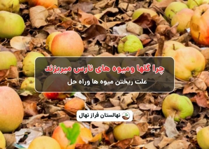 چرا گلها ومیوه های نارس میریزند