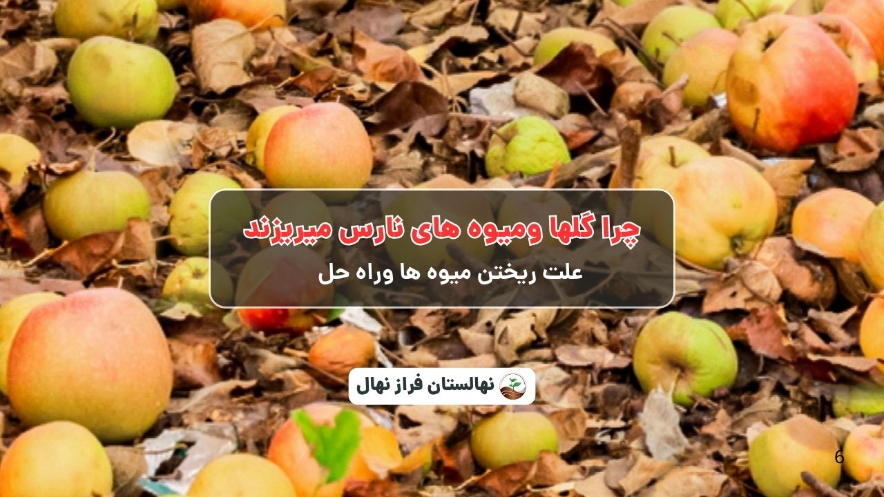 چرا گلها ومیوه های نارس میریزند