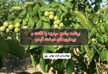 برنامه جامع مبارزه با آفات و بیماری‌های درخت گردو