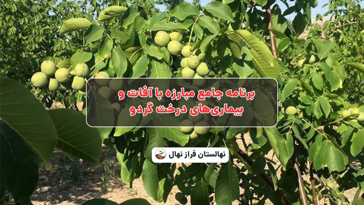 برنامه جامع مبارزه با آفات و بیماری‌های درخت گردو