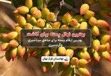 بهترین نهال پسته برای کاشت