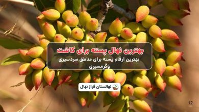 بهترین نهال پسته برای کاشت