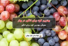 بهترین کود برای انگور در بهار