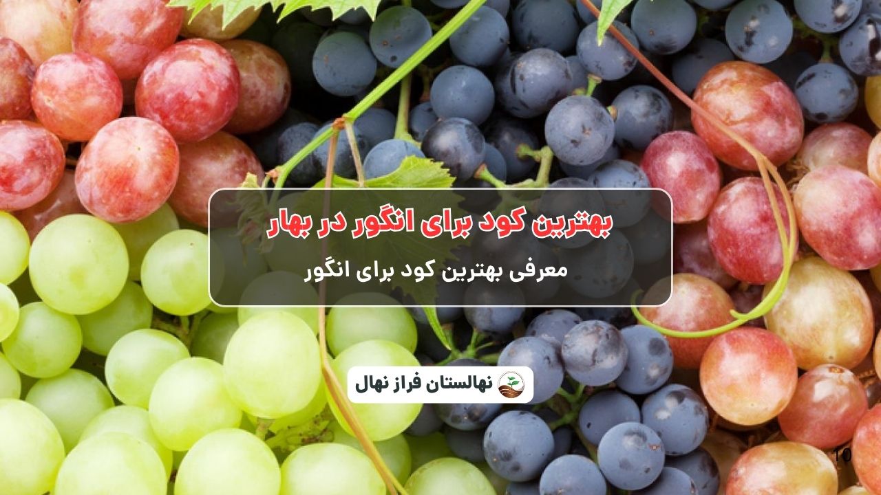 بهترین کود برای انگور در بهار