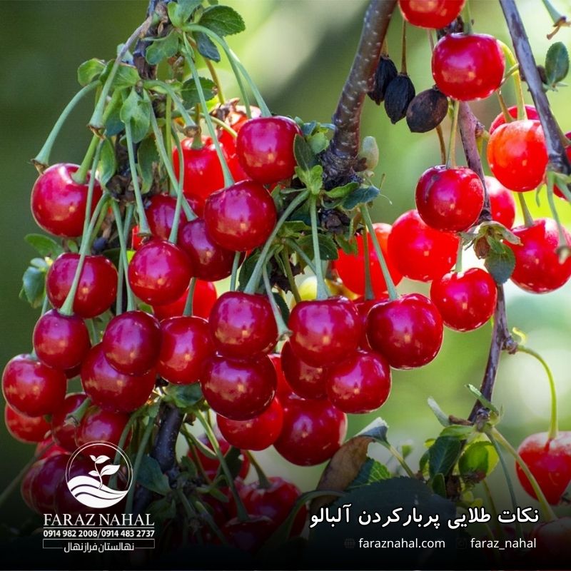 نکات طلایی پربارکردن آلبالو