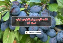 نکات کلیدی برای افزایش تولید میوه آلو