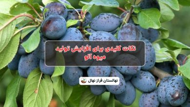 نکات کلیدی برای افزایش تولید میوه آلو