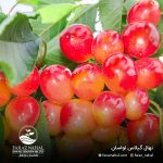 نهال گیلاس صورتی لواسان