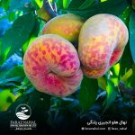 نهال هلو انجیری پلنگی