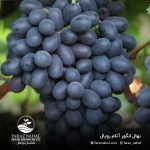 نهال انگور آتام رویال