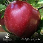 نهال سیب قرمز استارکینگ فرانسه