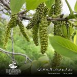 نهال گردو فرانکت (گرده افشان)