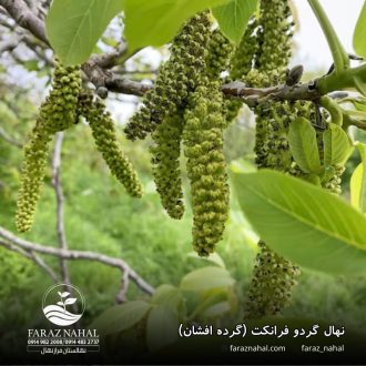 نهال گردو فرانکت (گرده افشان)