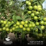 نهال گوجه سبز شهریار