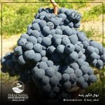 نهال انگور رشه