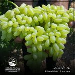 نهال انگور پیکامی