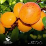 نهال زردآلو گرجهان