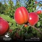 نهال زردآلو تبرزه