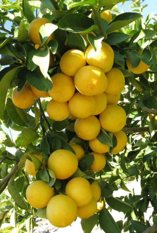 نهال لیمو ترش