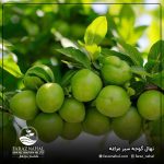 نهال گوجه سبز مراغه