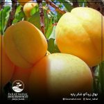 نهال زردالو شکر پاره