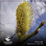 نهال بیدمشک